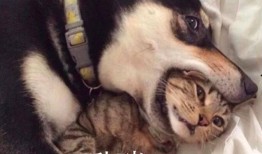 视频爆料二哈是真的吗,视频爆料二哈真实性大揭秘